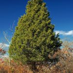 Можжевельник виргинский (Juniperus virginiana)2