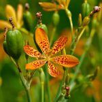Беламканда китайская (Iris domestica)Объем вазона: 1 л