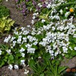 Фиалка мотыльковая белая (Viola sororia Albiflora)