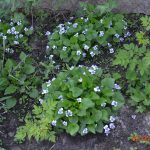 Фиалка мотыльковая бело-голубая (Viola sororia Priceana)