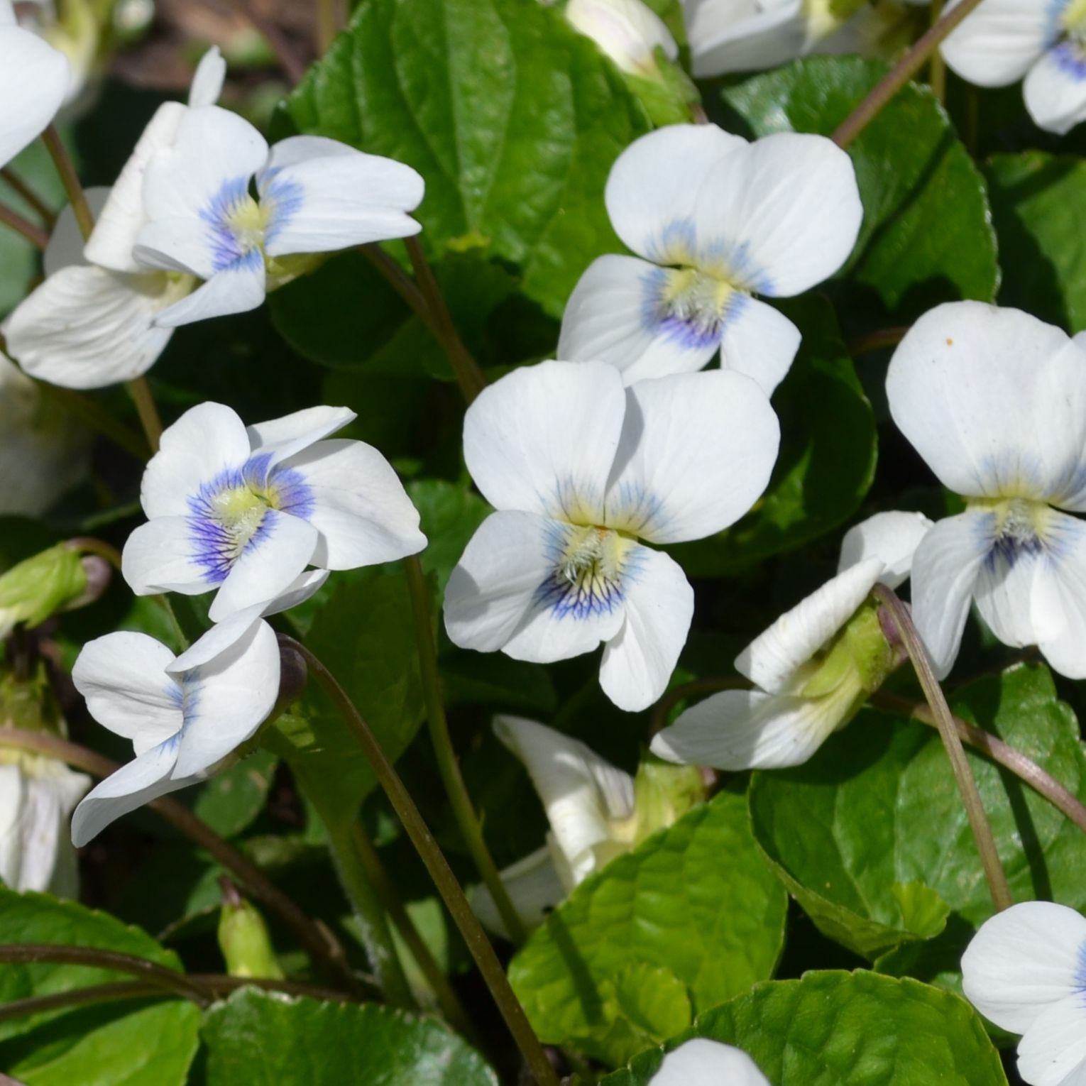 Фиалка мотыльковая бело-голубая (Viola sororia Priceana)