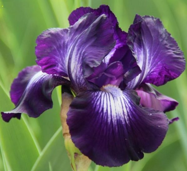 Ирис бородатый Exotic Star (Iris hybrida Exotic Star),