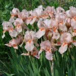Ирис гибридный (Iris hybrida)