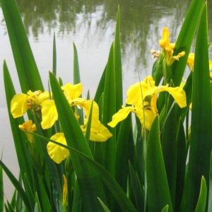 Ирис ложноаировый (Iris pseudocorus),