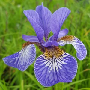 Ирис сибирский (Iris sibirica)