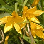 Лилейник лимонно-жёлтый (Hemerocallis citrina)