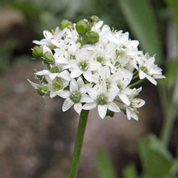 Лук душистый (Allium tuberosum)