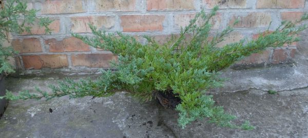 Можжевельник горизонтальный Андорра Компакт (Juniperus horizontalis Andorra Compact)00