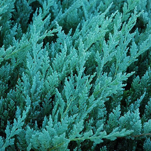 Можжевельник горизонтальный Blue Chip (Juniperus horizontalis Blue Chip)