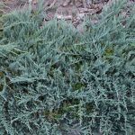 Можжевельник горизонтальный Blue Chip (Juniperus horizontalis Blue Chip)00