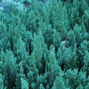 Можжевельник горизонтальный Blue Forest (Juniperus horizontalis Blue Forest)