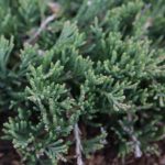 Можжевельник горизонтальный Вилтони (Juniperus horizontalis Wiltonii)1