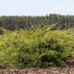Можжевельник китайский Куривао Голд (Juniperus chinensis Kuriwao Gold) 3