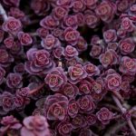 Очиток ложный Purple Carpet (Sedum spurium Purple Carpet)