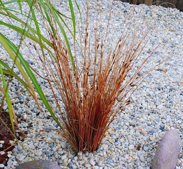 Осока Буханана (Carex buchananii)