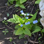 Пупочник весенний (Omphalodes verna)