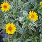 Солнечник (гелиопсис) подсолнечниковидный Loraine Sunshine (Heliopsis hеlianthoidеs Loraine Sunshine)