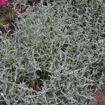 Ясколка войлочная (Cerastium tomentosum)