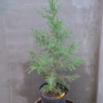 Можжевельник виргинский (Juniperus virginiana) 2