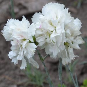 Гвоздика перистая махровая (розовая, белая) (Dianthus plumarius)