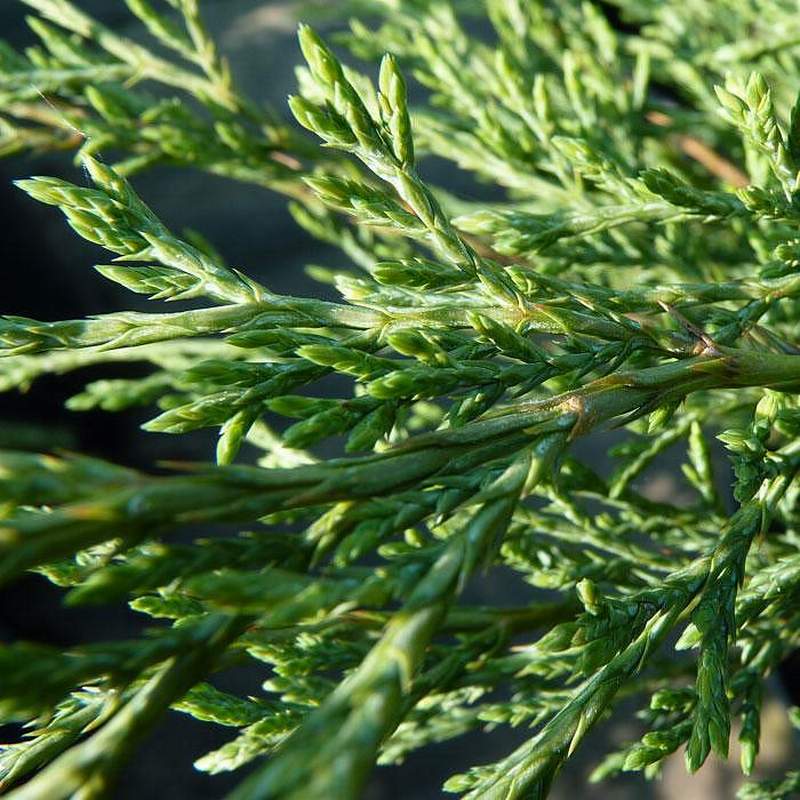 Можжевельник казацкий Мас (Juniperus sabina Mas)2