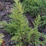 Можжевельник средний Golden Saucer (Juniperus media Golden Saucer)
