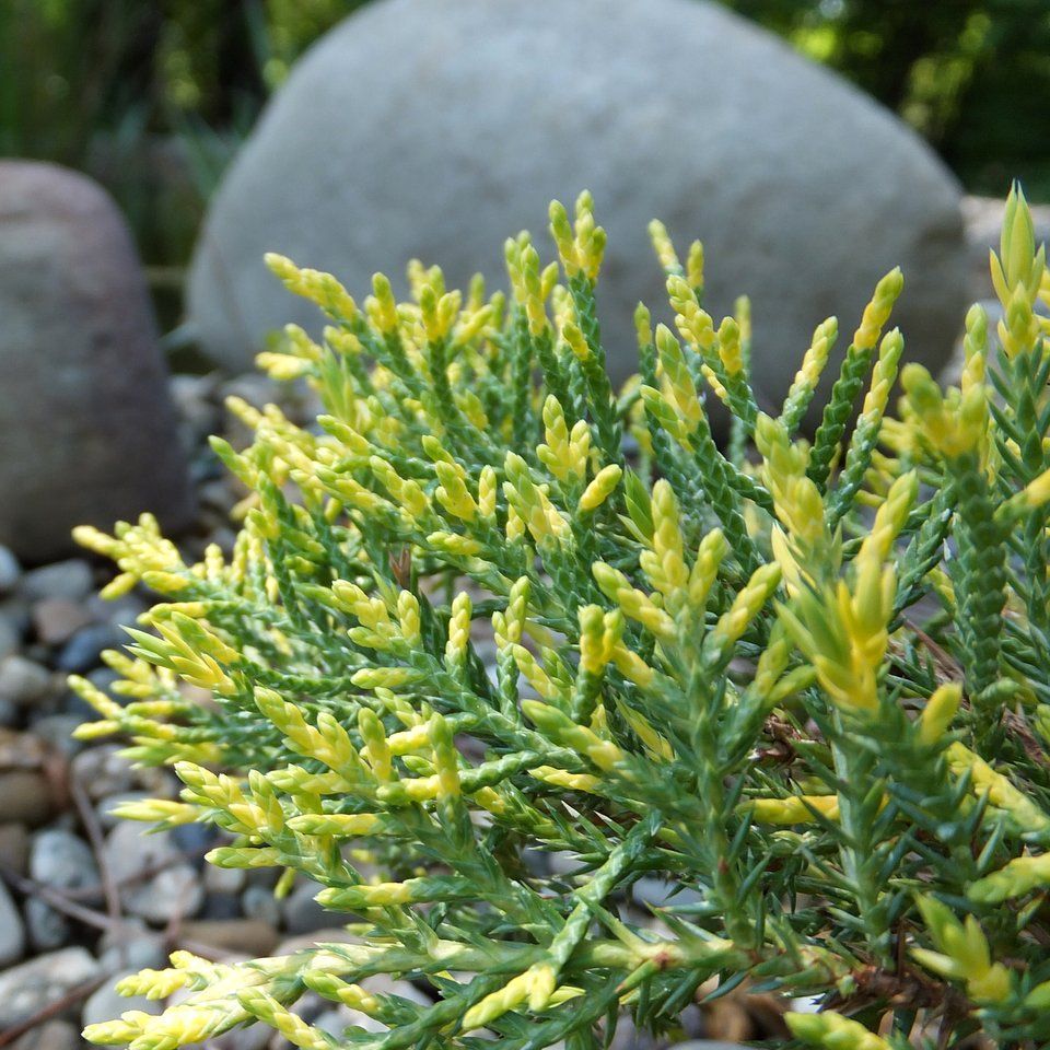 Можжевельник средний Golden Saucer (Juniperus media Golden Saucer)