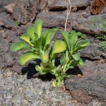 Очиток видный Mediovariegata (Sedum alboroseum Mediovariegatum)